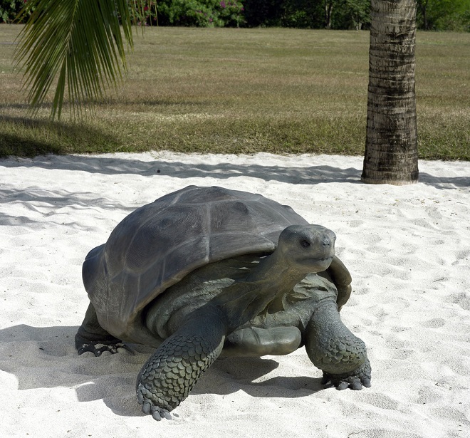 Galapagos Tortoise / Fiberglass - Click Image to Close