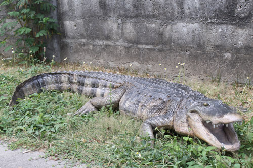 American Alligator - Click Image to Close