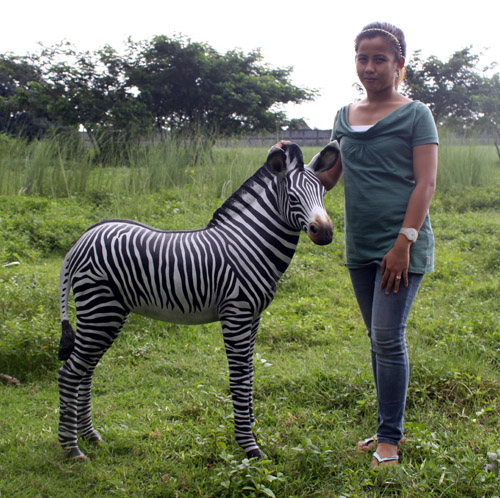Zebra Foal - Click Image to Close
