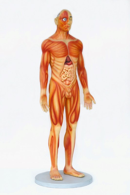 Human Anatomy - Male - Click Image to Close