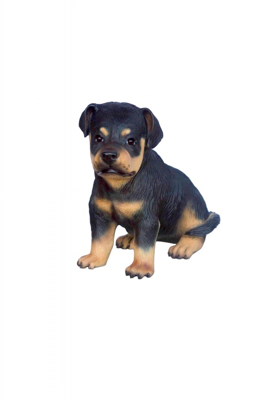 Rottweiler Puppy - Click Image to Close