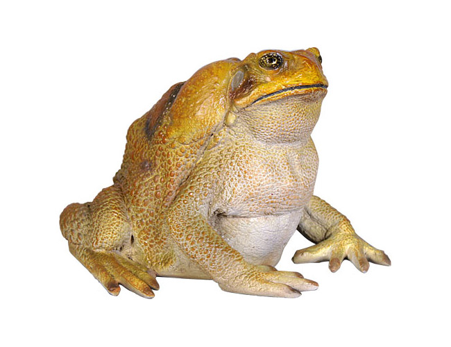 Cane Toad - Click Image to Close