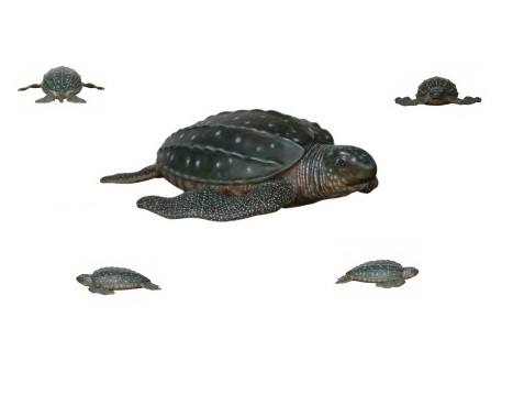 Leatherback Turtle - Click Image to Close