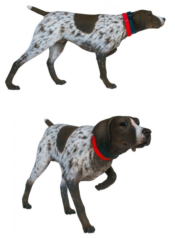 German Shorthaired Pointer Dog - Click Image to Close