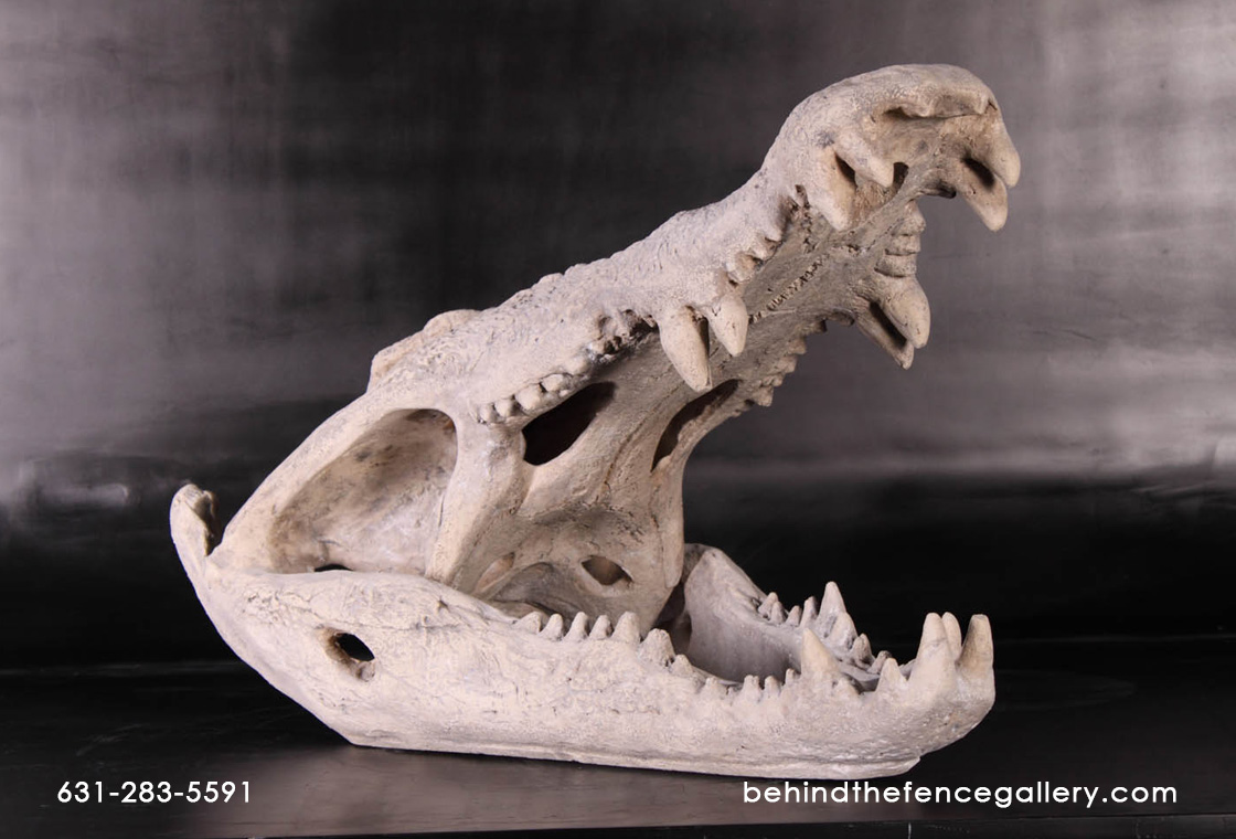 Crocodile Skull Table Display - Click Image to Close