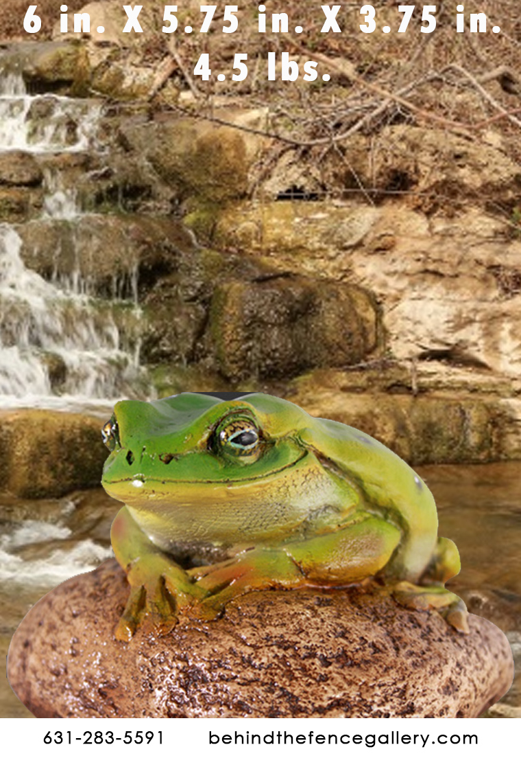 Green Frog on Rock