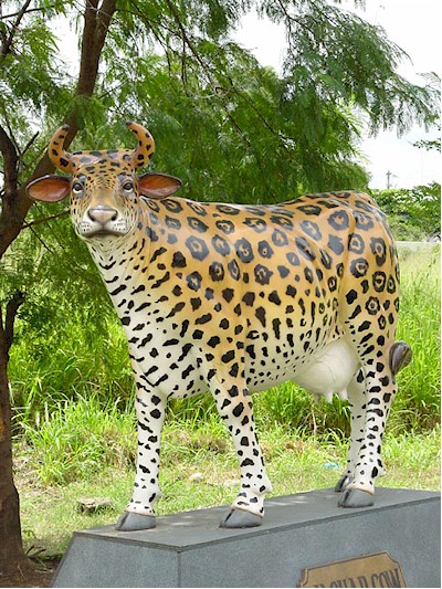 jaguar20cow1825.jpg