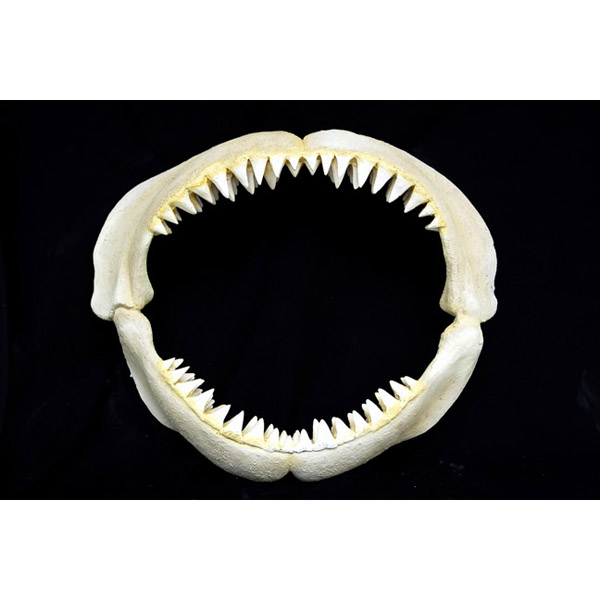 Great White Shark Jaws ( Small ) - Click Image to Close