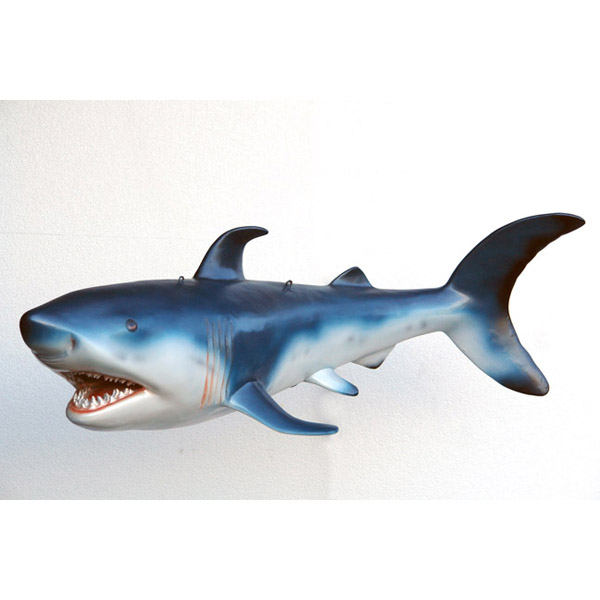 small shark pictures