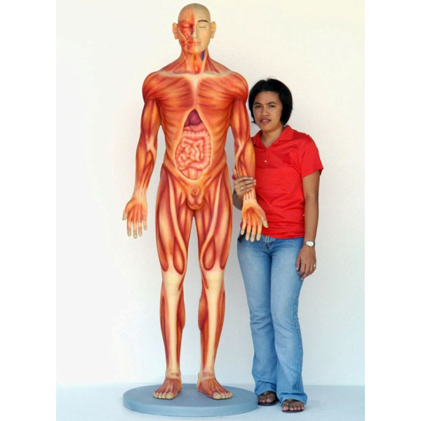 human anatomy. Human Anatomy - Male