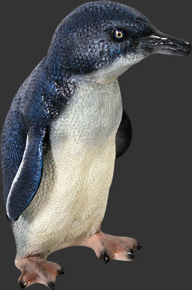 Fairy Penguin - Click Image to Close
